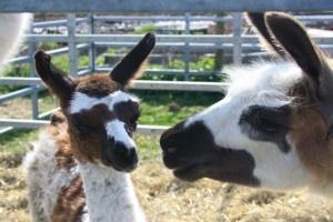llama