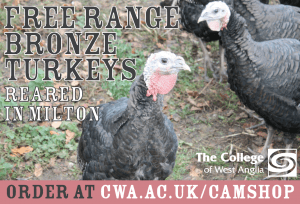 turkeys