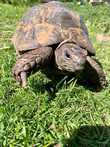 Oliver the tortoise taking some exercise at the campus